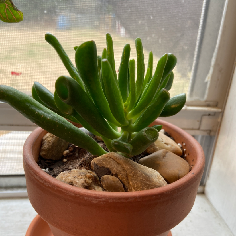 Gollum Jade plant in a terracotta pot with visible soil and rocks, placed near a window.