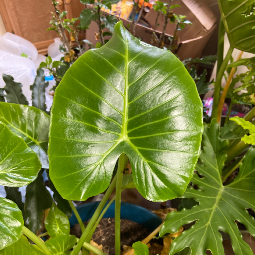 Photo of the plant species Elephant Ear Philodendron by @Tatersntits named Elephant ear on Greg, the plant care app