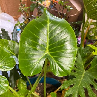 Elephant Ear Philodendron plant in Hooks, Texas