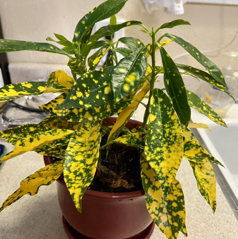 Photo of the plant species Croton 'Petra' by @Tatersntits named SpottieOttieDopaliscious on Greg, the plant care app