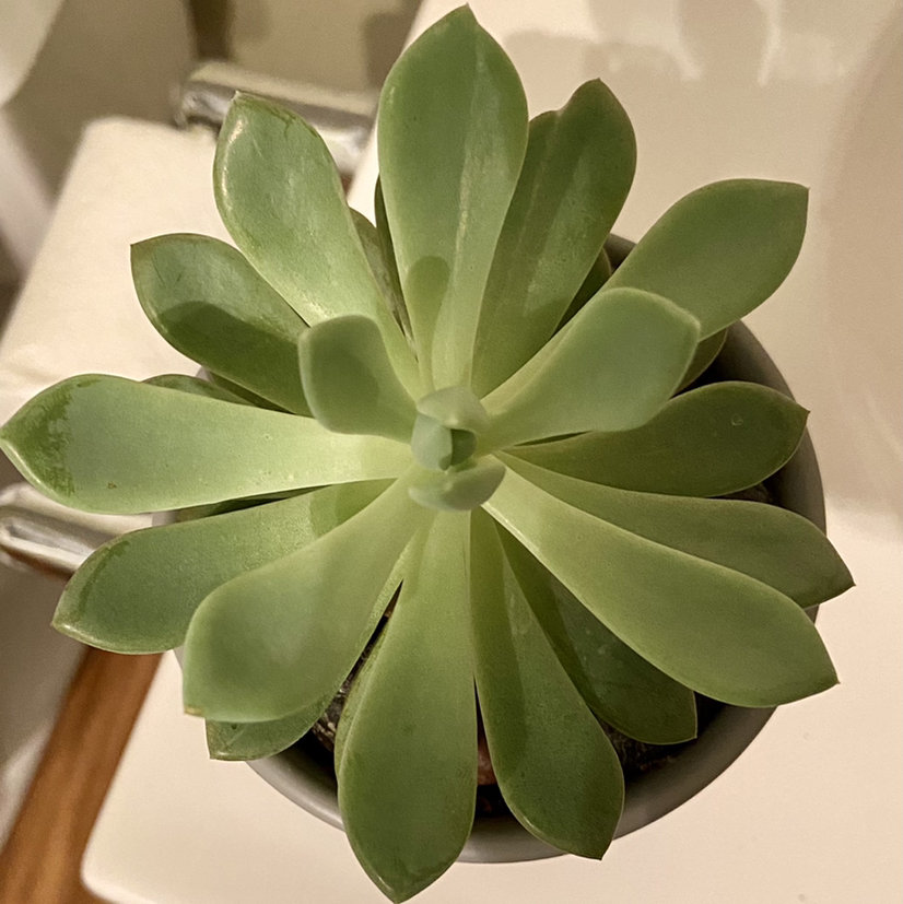 Top view of a healthy Mexican Firecracker succulent with green, fleshy leaves in a rosette pattern.