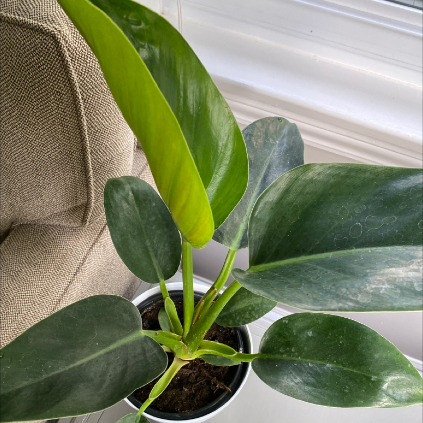 Photo of the plant species Philodendron 'Golden Princess' by Kathleen named Your plant on Greg, the plant care app