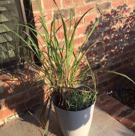 Photo of the plant species Cymbopogon Citratus by @Stacy named Your plant on Greg, the plant care app