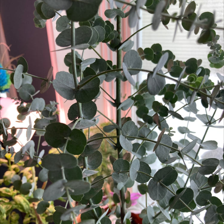 Healthy Silver Dollar Tree houseplant with dense, round silvery-blue leaves, thriving indoors near bright indirect light.