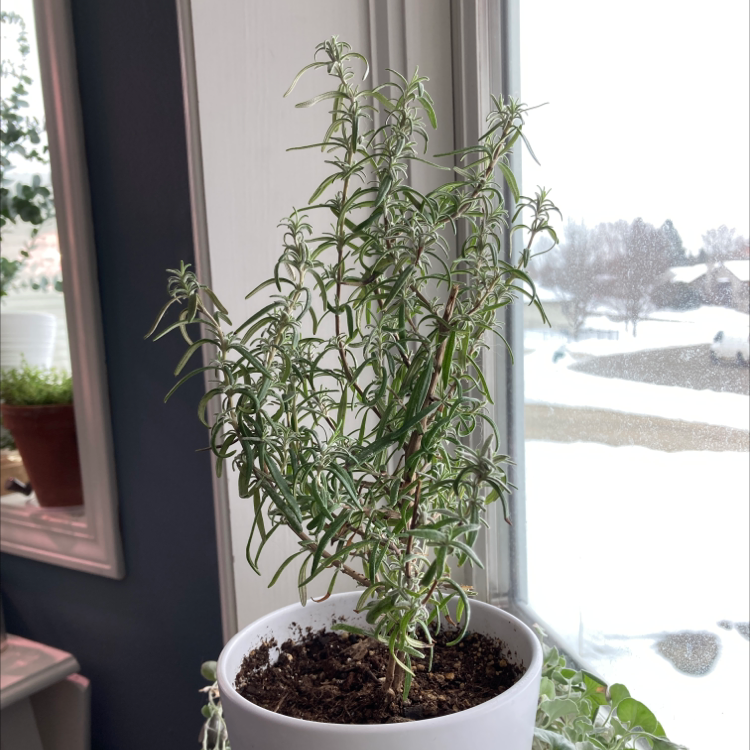 Potted rosemary plant near a window with visible soil and green leaves.