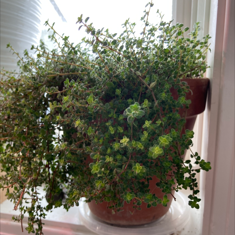 A thriving, bushy oregano plant with vibrant green leaves growing in a brown clay pot on a windowsill.