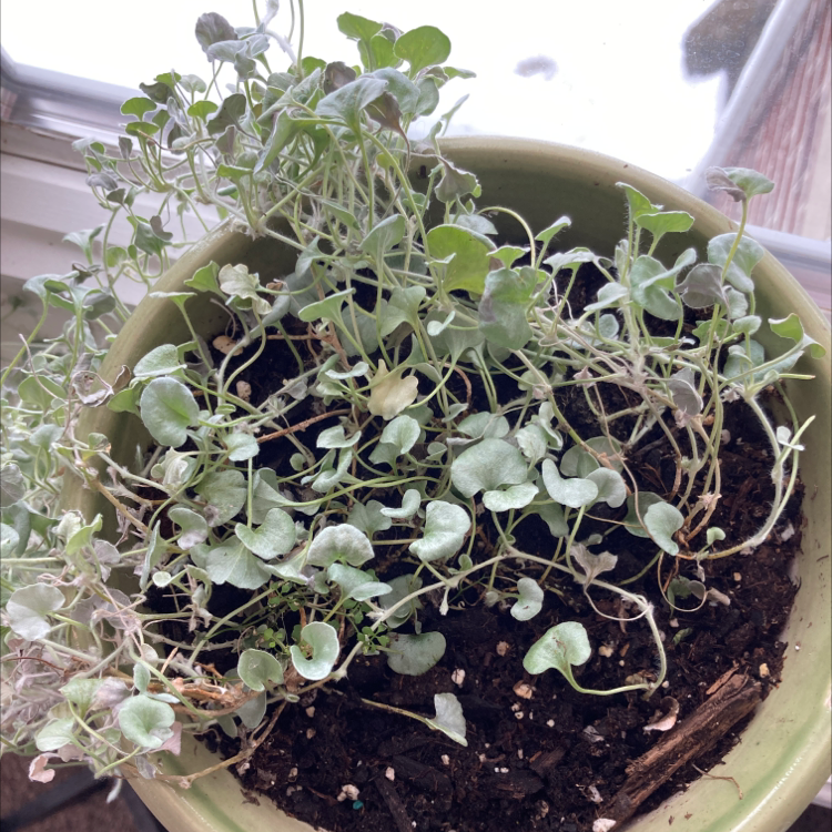 Potted Silver Ponysfoot plant with small, round leaves. Soil is visible.