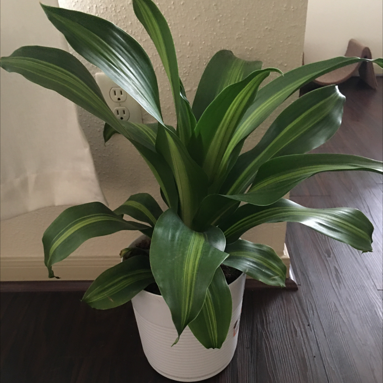 Dracaena 'Sted Sol Cane' plant in a white pot with vibrant green leaves.