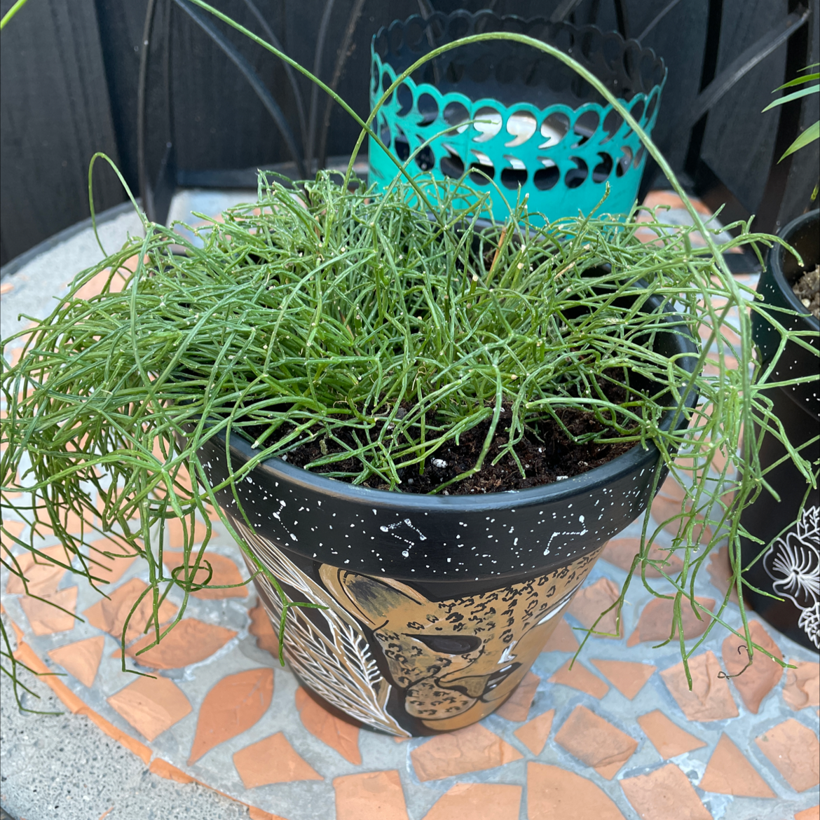 Mistletoe Cactus in a decorative pot on a tiled surface, appearing healthy.