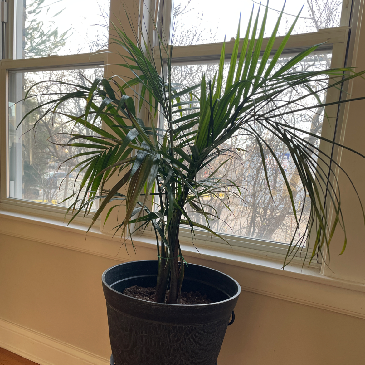 A healthy and vibrant Majesty Palm plant with long green fronds, sitting on a windowsill in a black plastic pot.