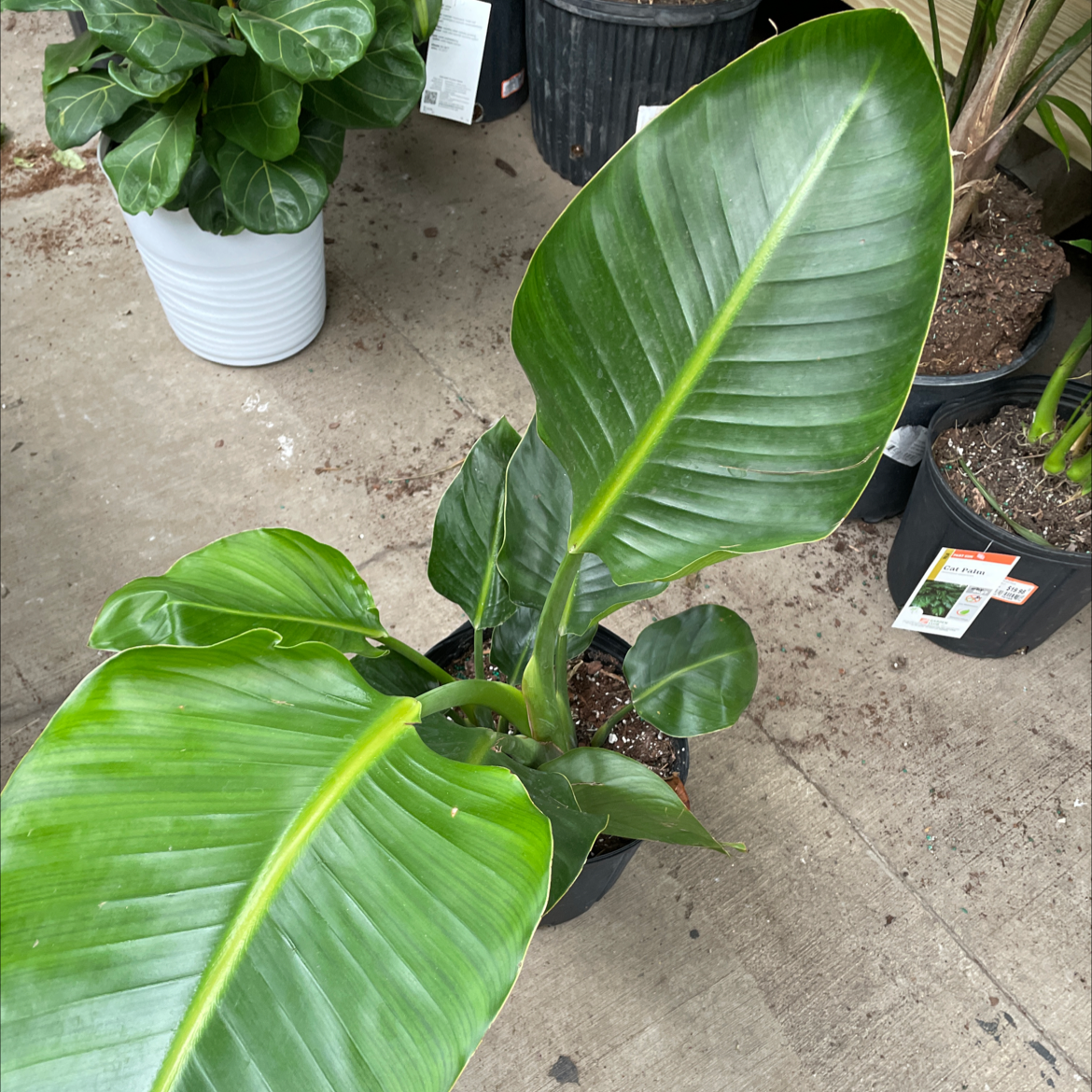 Healthy banana plant with large green leaves in a pot, surrounded by other plants.