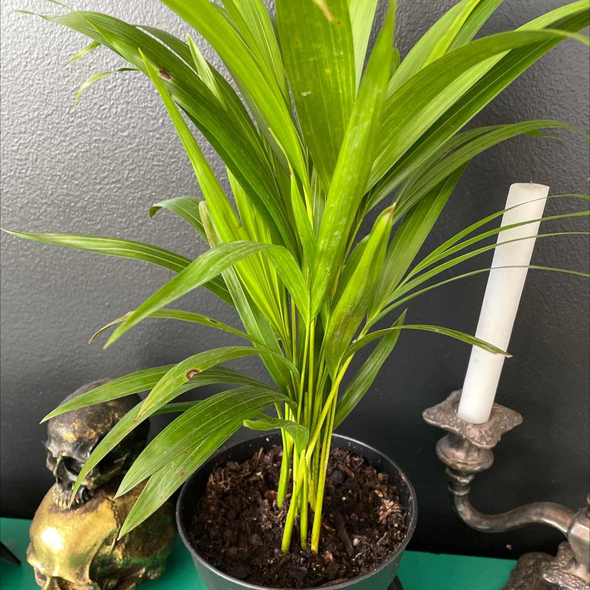 Two healthy Kentia Palm plants with lush green leaves in decorative pots, alongside a small golden frog ornament.