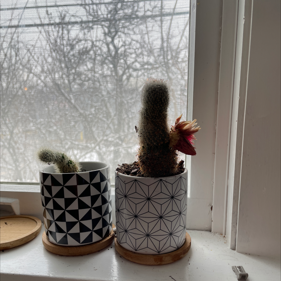 Two potted cacti on a windowsill, one with a red flower, identified as Lady Finger Cactus.