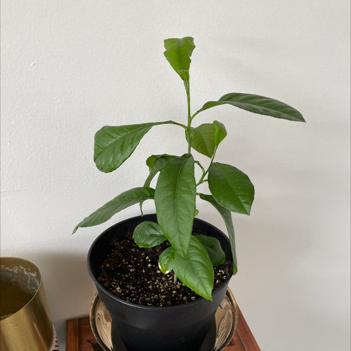 A healthy young Meyer lemon tree in a black plastic pot, with glossy dark green leaves and moist soil, against a white background.