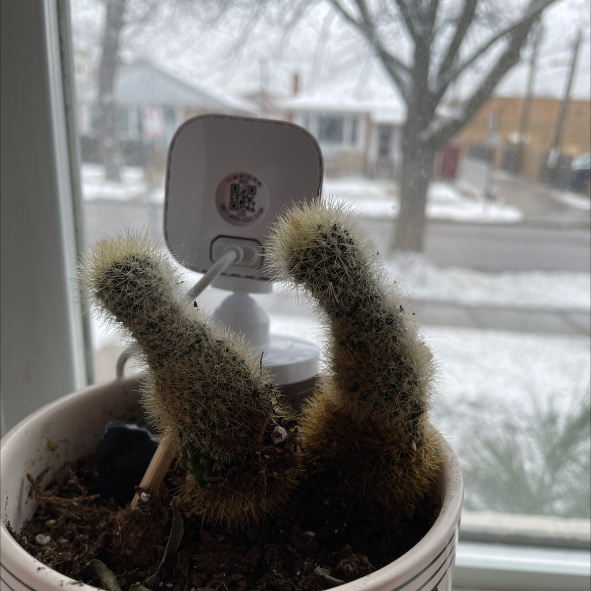 Lady Finger Cactus in a pot on a windowsill with visible yellowing and browning.