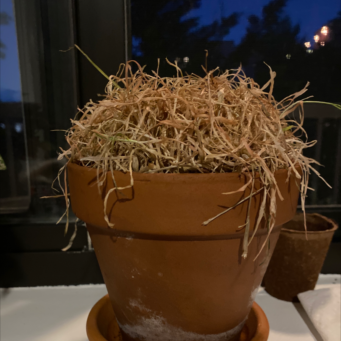 Photo of the plant species Zumula Cat Grass by Emily named Marilyn on Greg, the plant care app