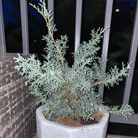 Photo of the plant species Cupressus arizonica by Emily named Bigleef Smalls on Greg, the plant care app