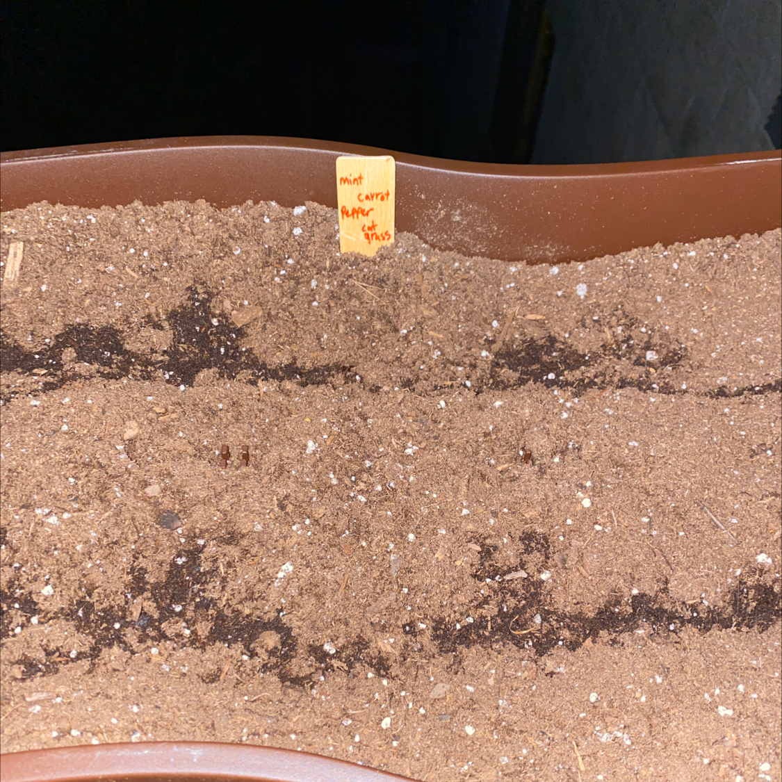 Planter with soil labeled 'wild carrot', no visible plant.