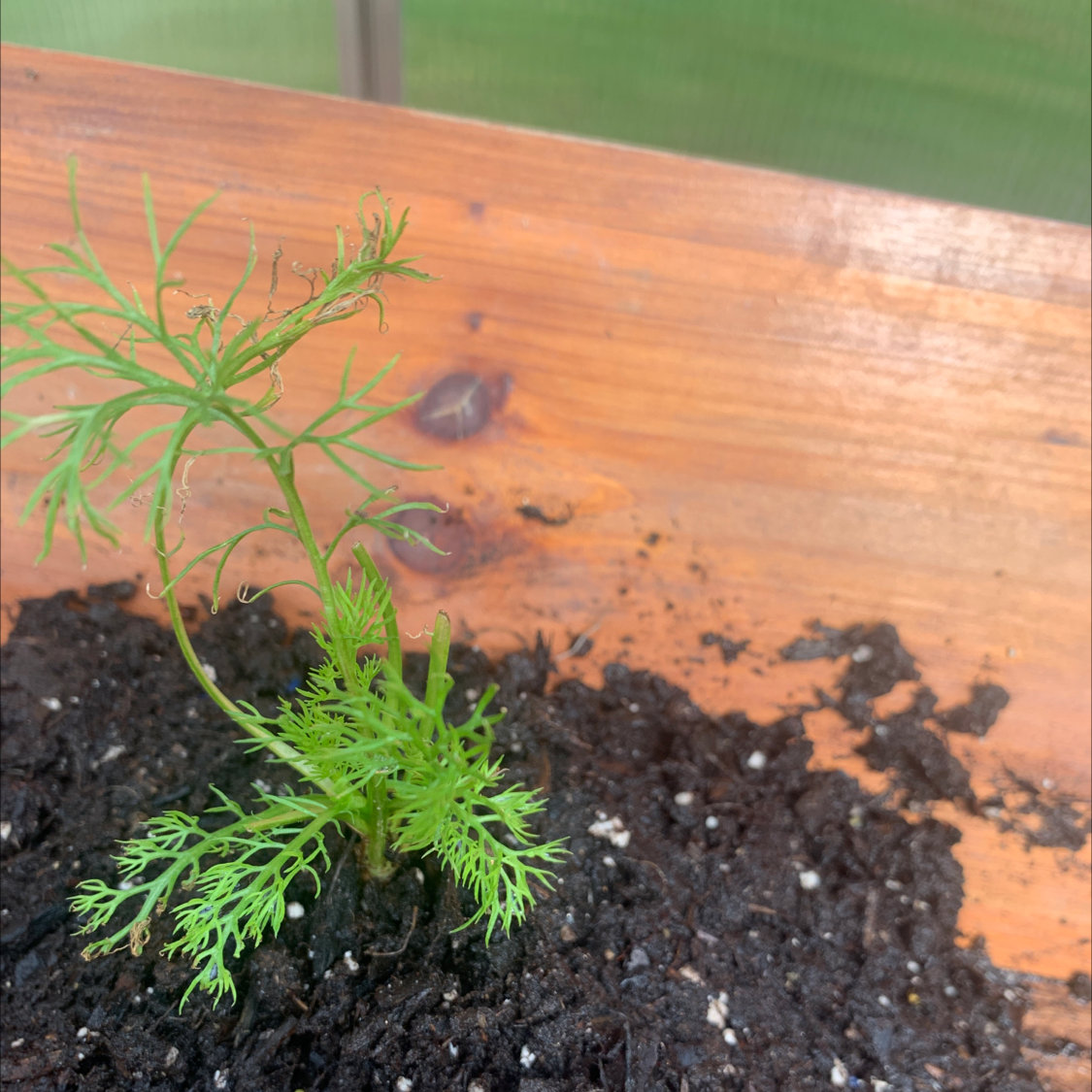 Young Garden Cosmos plant in a wooden planter with visible soil.