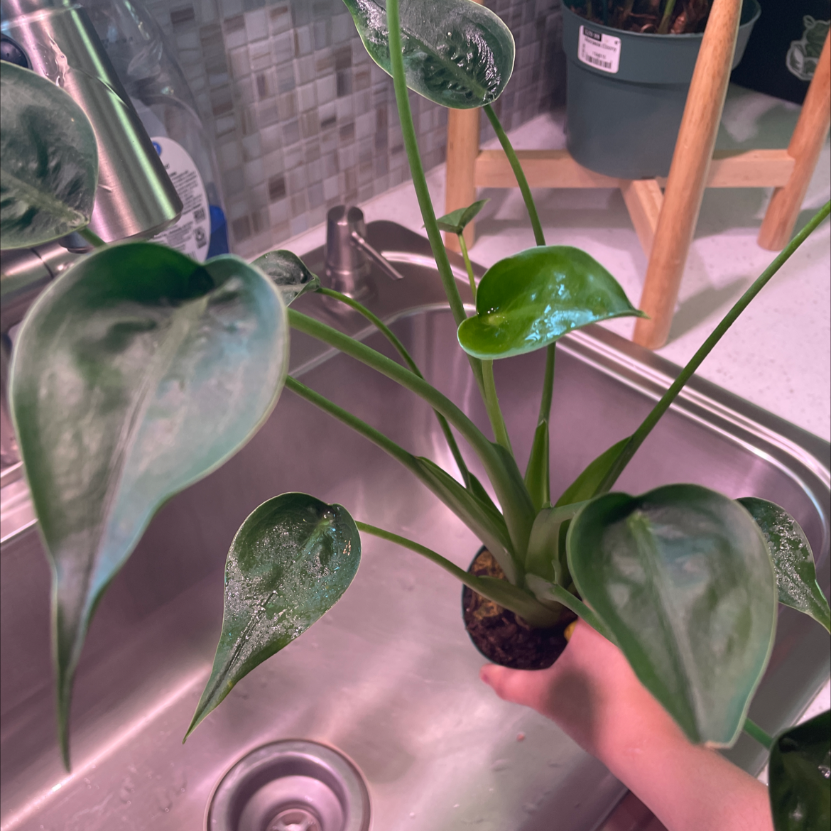 Photo of the plant species Tiny Dancer by @kjm named Tiny on Greg, the plant care app