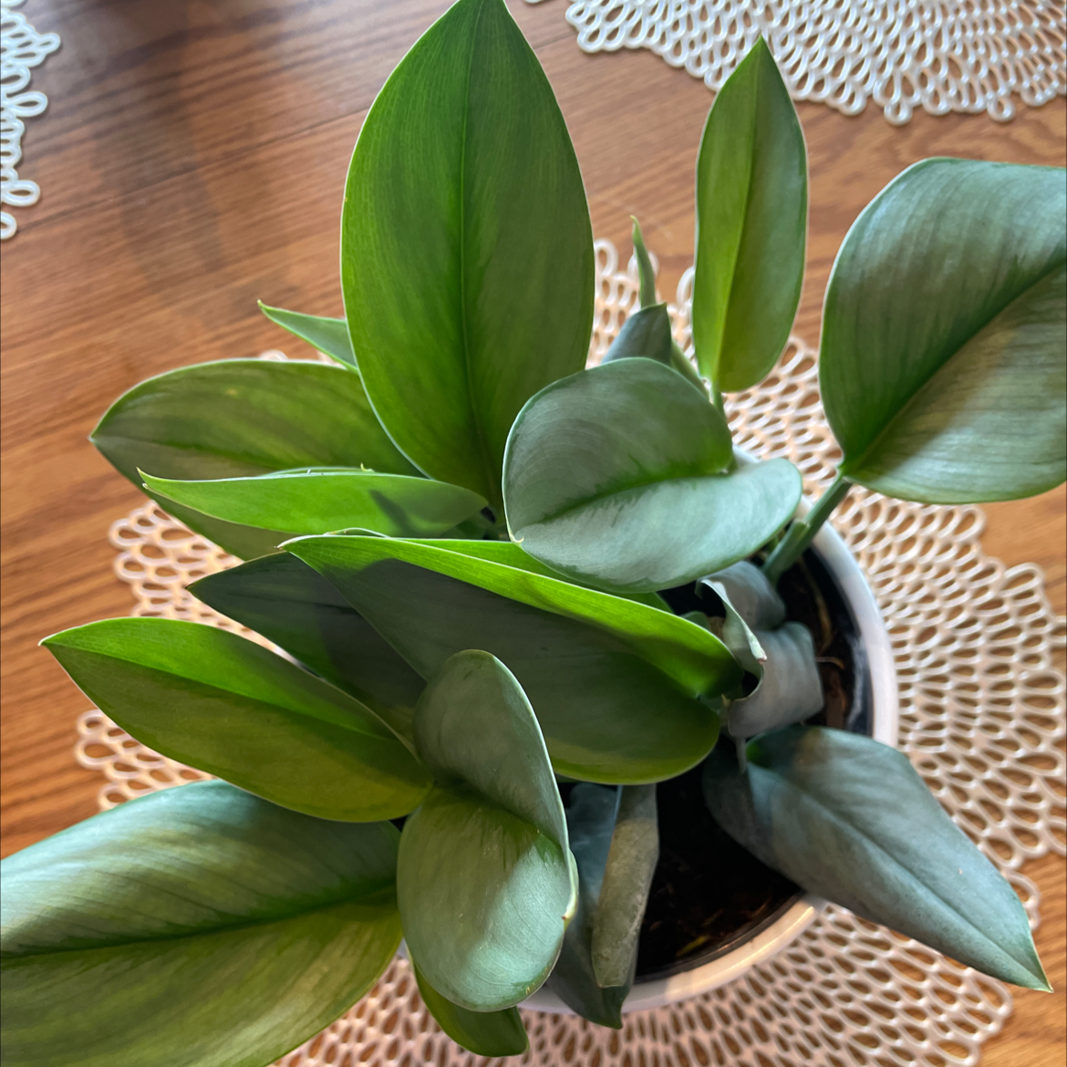 Photo of the plant species Scindapsus treubii 'Moonlight' by @kjm named Sylvie on Greg, the plant care app
