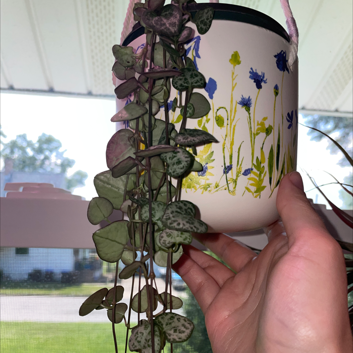 Photo of the plant species String of Needles by @kjm named Heart on Greg, the plant care app