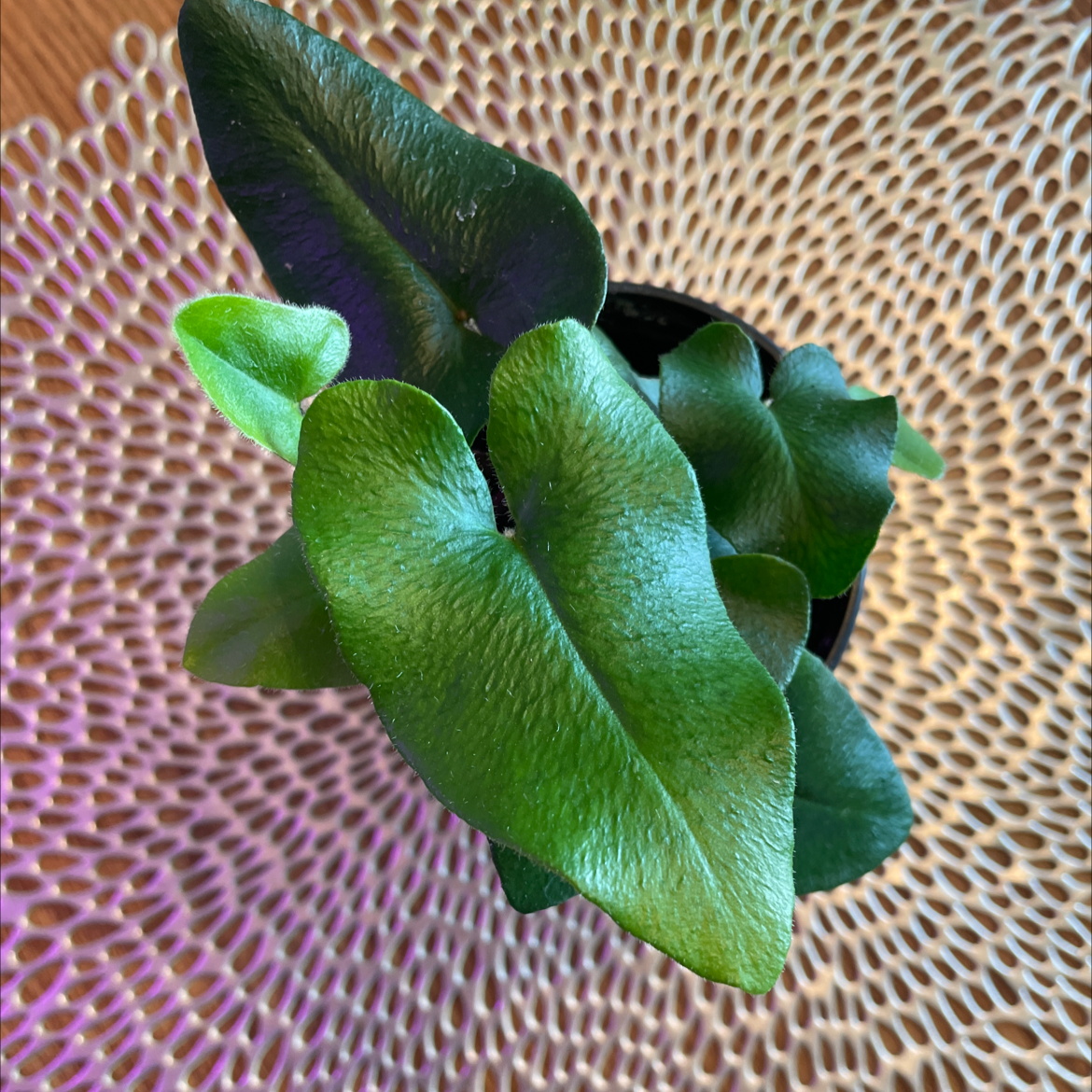 Golden Leather Fern with healthy green leaves, well-framed and in focus.
