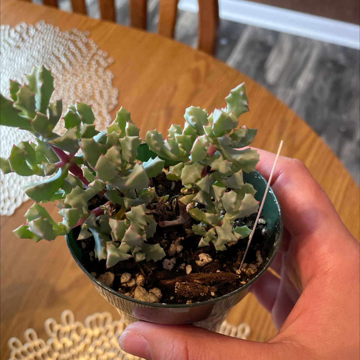 Deltoid-Leaved Dew Plant in a small pot held by a hand, with healthy green leaves.