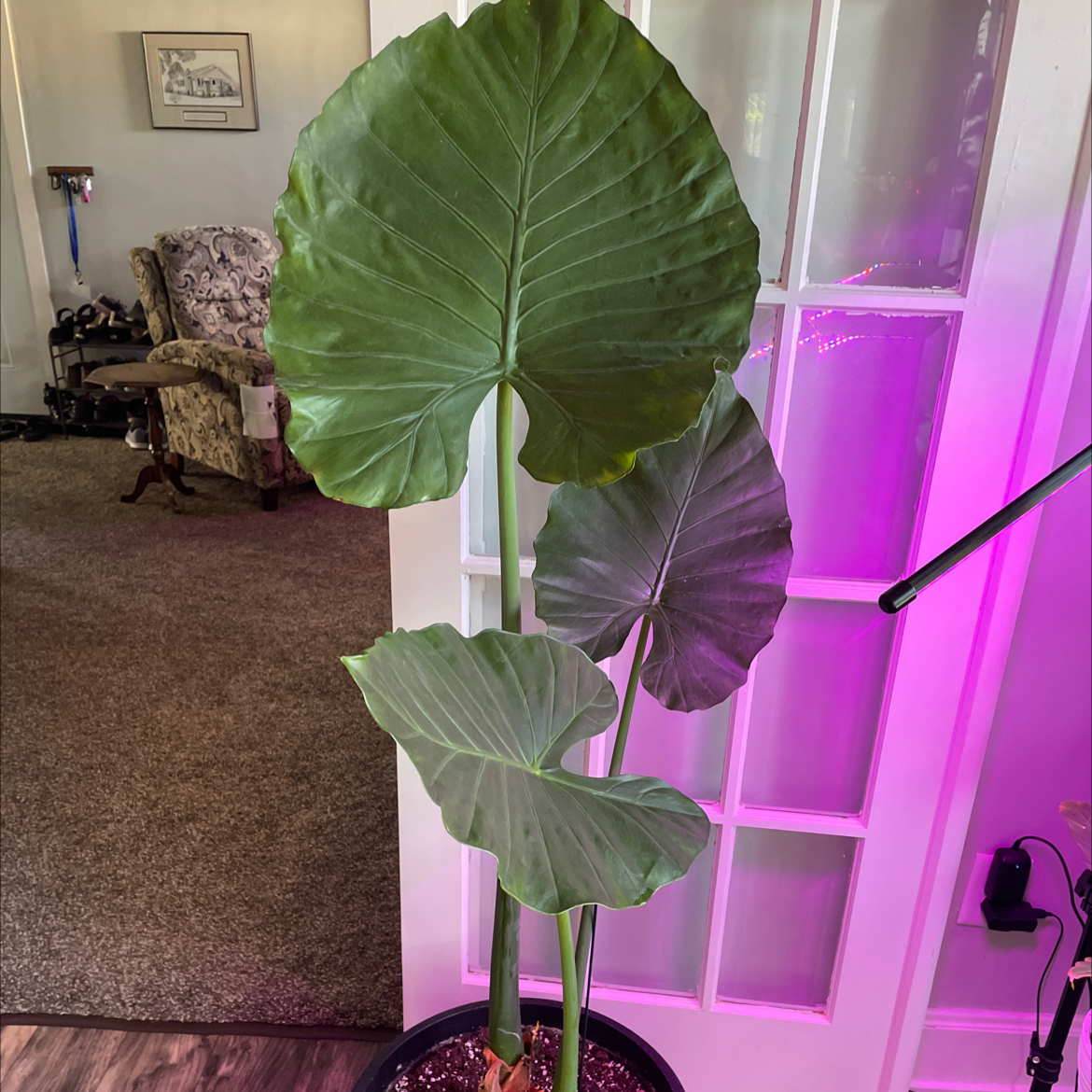 Photo of the plant species Giant Taro by @kjm named Princess on Greg, the plant care app