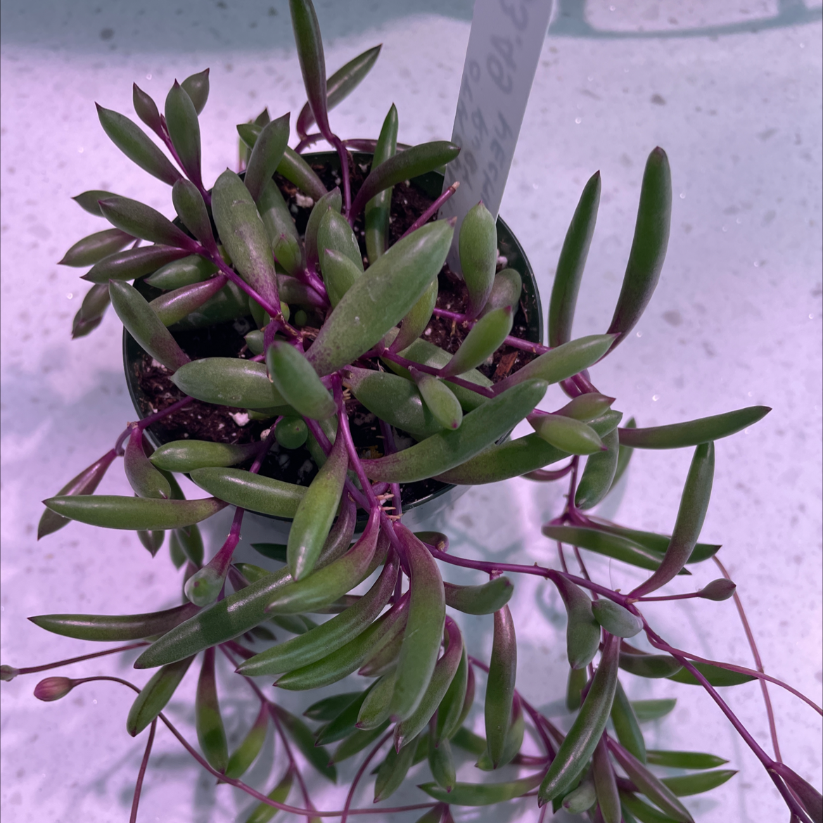 Potted ruby necklace plant with green leaves and purple stems.