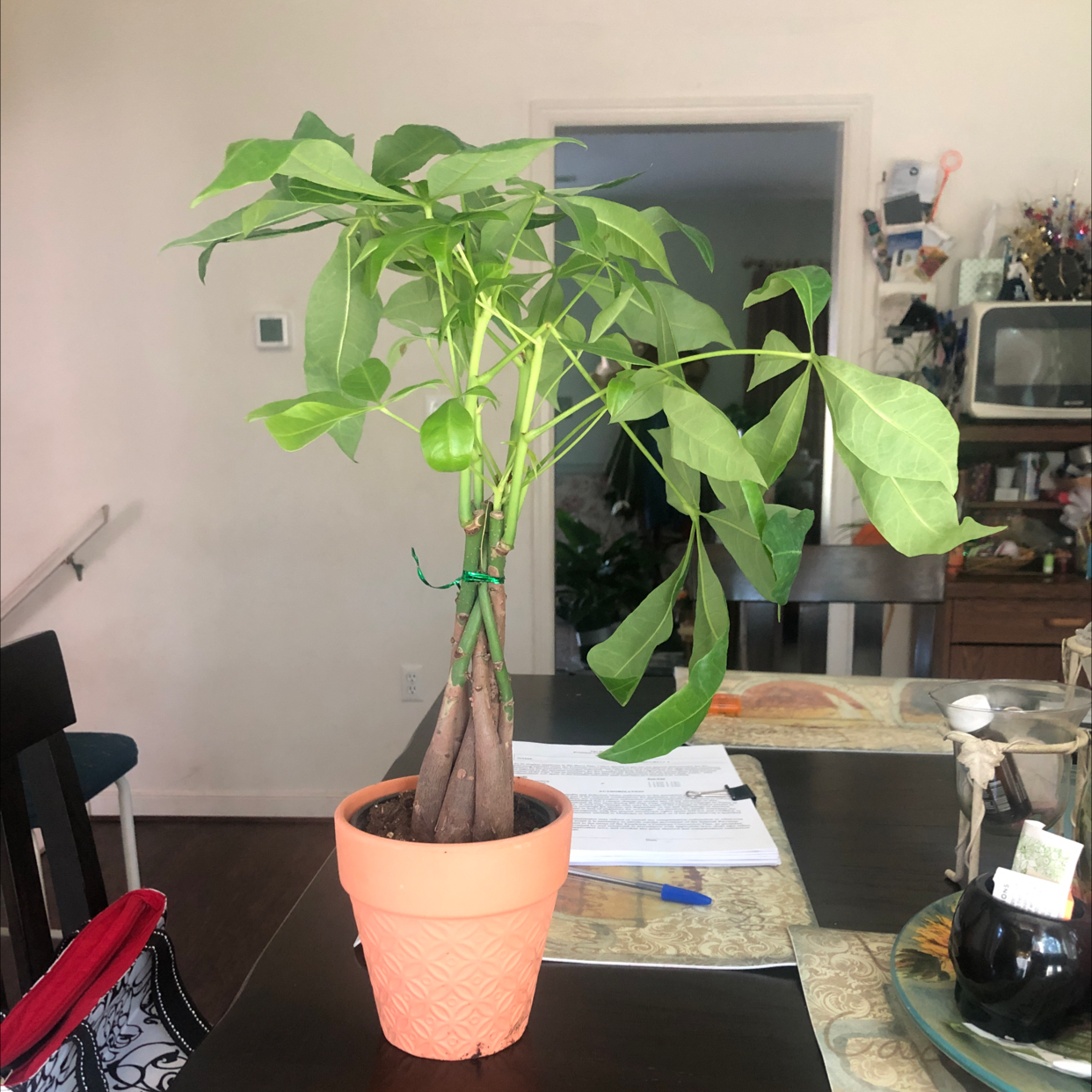 Money Tree plant photo by @GreenBunni named Yen on Greg, the plant care app.