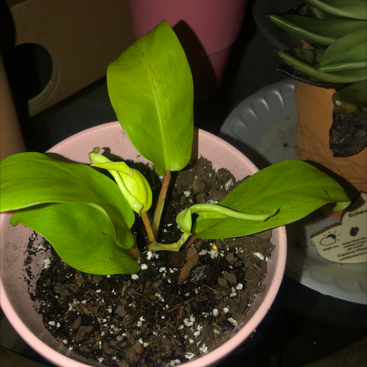 Golden Goddess Philodendron in a pink pot with visible soil and slightly curled leaves.