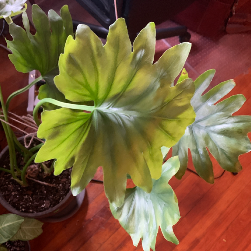 🍂 Why Are My Philodendron Xanadu Leaves Turning Yellow?