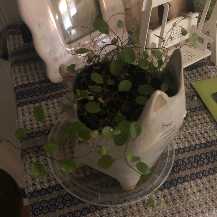 Sprawling Wirevine plant in a decorative cat-shaped pot on a patterned surface.