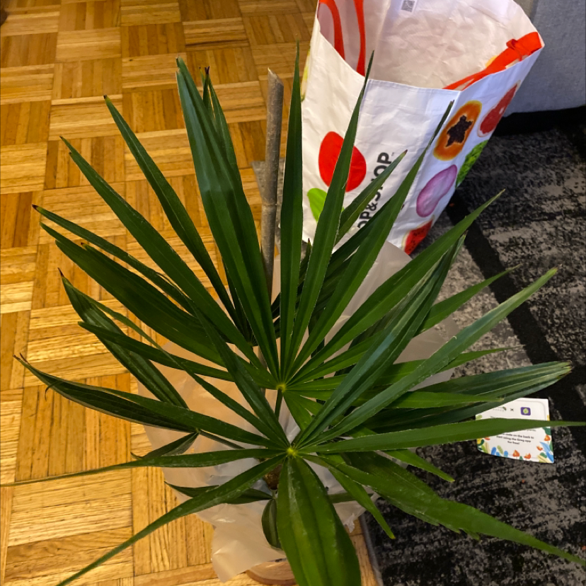 Chinese Windmill Palm with healthy green leaves indoors.