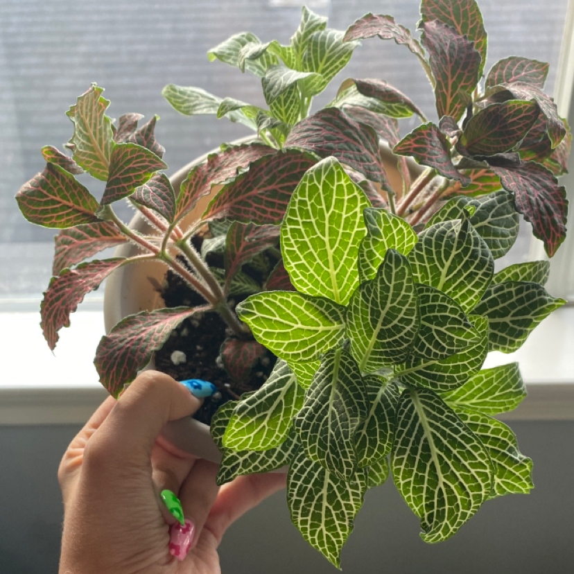 White Anne Nerve Plant with vibrant green leaves and white veins, held by a hand.