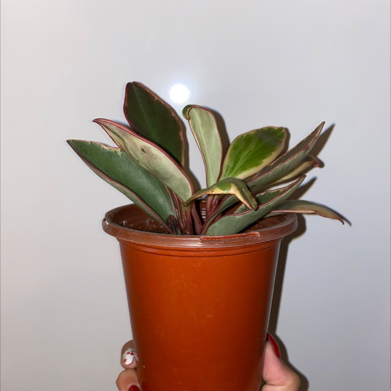 Jelly Plant plant photo by @Samadams420 named Jelly on Greg, the plant care app.