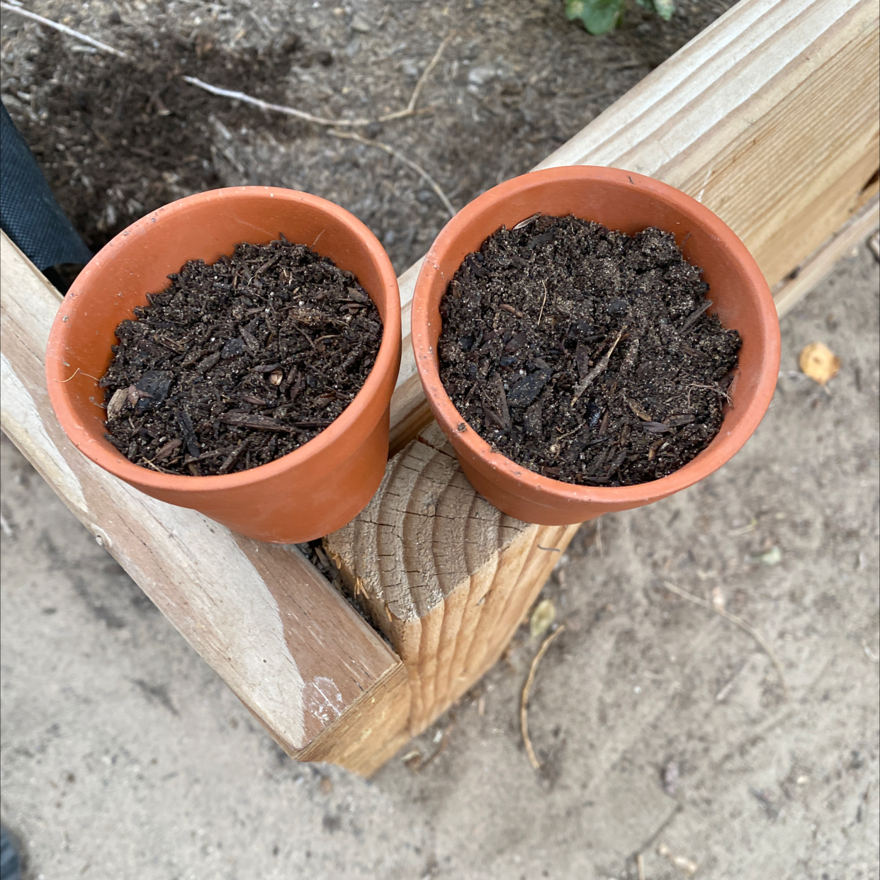 Marijuana plant photo by @Samadams420 named Wed on Greg, the plant care app.