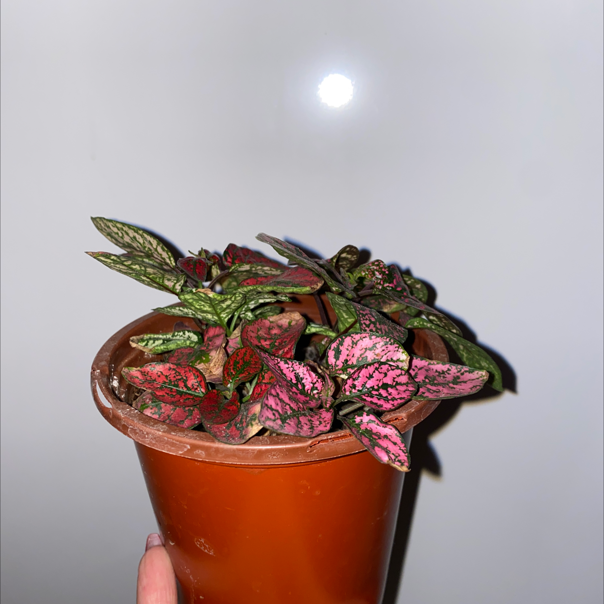 Polka Dot Plant plant photo by @Samadams420 named Poka on Greg, the plant care app.