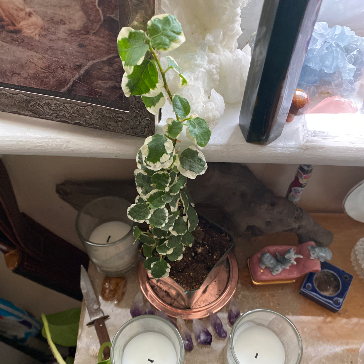 A vibrant, trailing Creeping Fig plant in a pot, with variegated leaves and a human hand pointing at it.