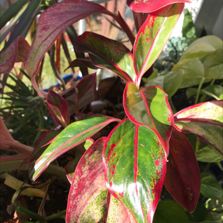 Close-up of a healthy Ti plant with vibrant pink, green and cream variegated leaves, well-framed and in focus.