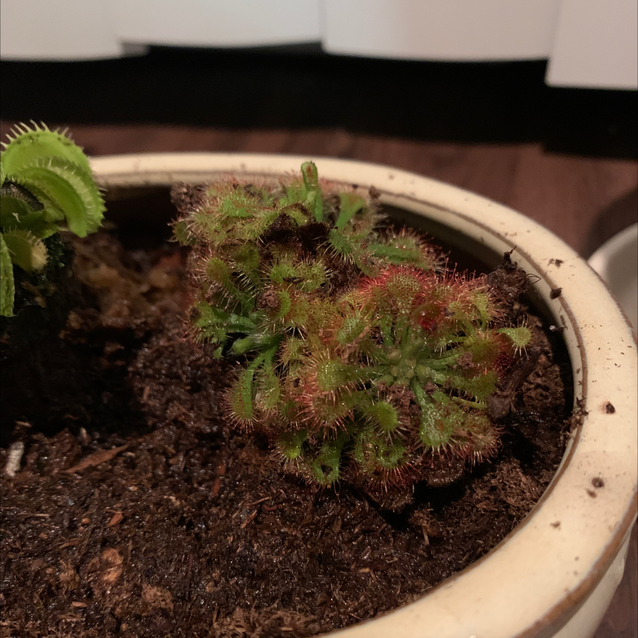 Photo of the plant species Spoon-Leaved Sundew by @Wobblyknees named Sunny on Greg, the plant care app