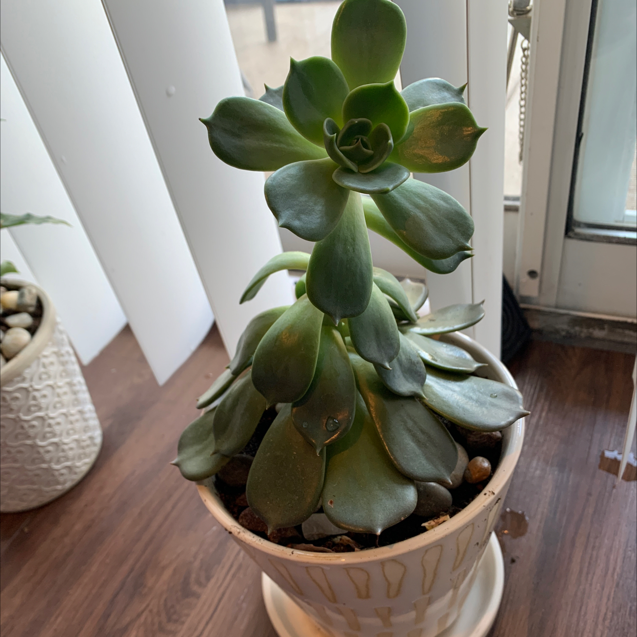Potted Haworth's Aeonium succulent with some browning leaves, placed indoors near a window.
