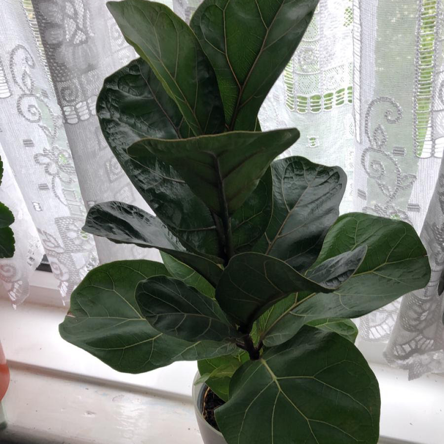 Dwarf Fiddle Leaf Fig plant with large, dark green leaves on a windowsill.
