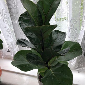 Dwarf Fiddle Leaf Fig plant in Somewhere on Earth