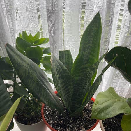 Photo of the plant species Futura Robusta Snake Plant by @melly named Walt on Greg, the plant care app