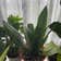 Calculate water needs of Futura Robusta Snake Plant