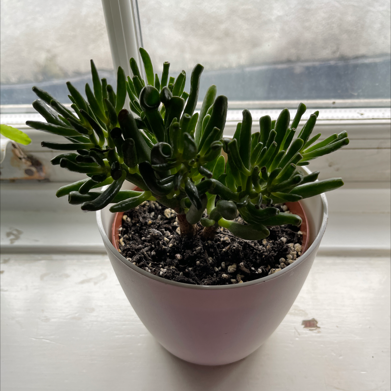 Photo of the plant species Coral Crassula by @melly named Nithin on Greg, the plant care app