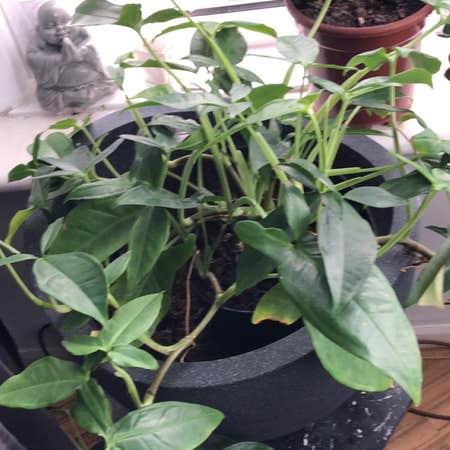 Photo of the plant species Syngonium auritum by @melly named Your plant on Greg, the plant care app