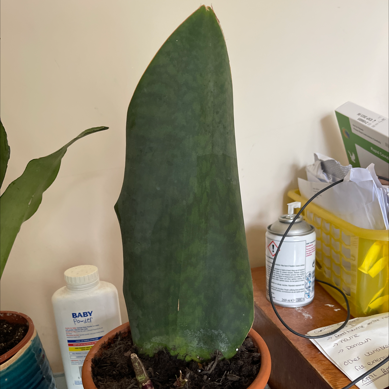 Photo of the plant species Whale Fin Snake Plant by @melly named Mollie on Greg, the plant care app